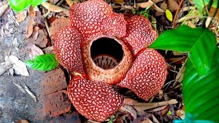 「ラフレシア」ボルネオ島(Rafflesia, Borneo) Malaysia