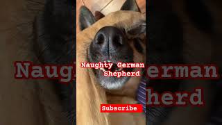 Naughty German Shepherd Dog Talking back 🐕#dog #doglove #germanshepherd #short #shorts #viralvideo.