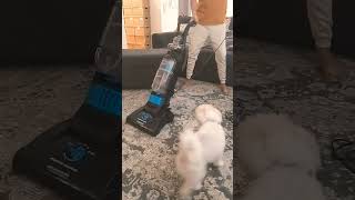 Dog Vs. Vacuum Cleaner 3 #shorts #dog #vacuum