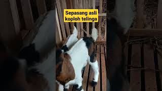 sepasang koploh asli telinga