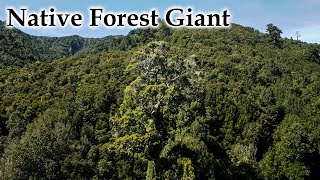 Mini 3 Pro Flight to Native Forest Giant #4k #newzealandlandscape #forest #rimu #rata