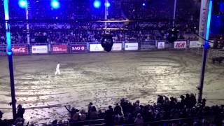 Rodeo St-Tite : Bull Jumping. Saut du Taureau.