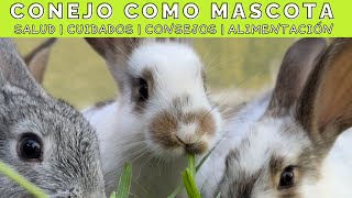 Conejo como Mascota 🐰 SALUD/CUIDADOS/CONSEJOS/ALIMENTACIÓN