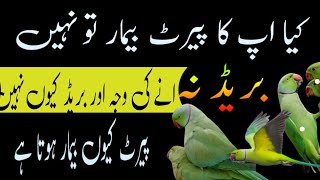 parrot Mein Bimari ka ilaaj / loose motion ka ilaaj / Bukhar ka ilaaj / Urdu Hindi