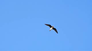 Степная тиркушка Glareola nordmanni / Black-winged pratincole calls