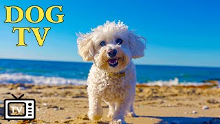 Dog TV: Entertaining Videos for Your Dog When You're not Home - 24 Hours of Music for Dog