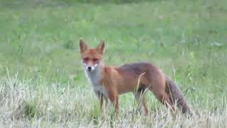 A fox on the Clabucet ski slope, Predeal