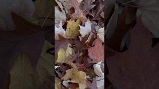 Asmr dry leaves 🍂 #asmrnature #asmr #asmrsounds #asmrvideo #autumn #november