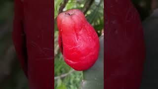 fruta da caatinga. #nature