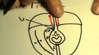 REPASO DE NEUROANATOMIA 2011 1/3