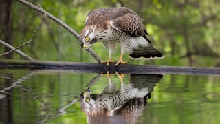 Insane Facts about the Sharp Shinned Hawk