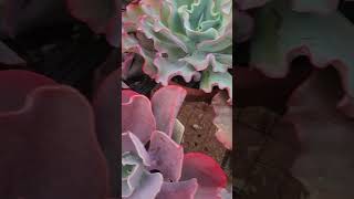 Bom dia com suculentas #suculentasdacreusa #plantas #suculentaspendentes #shortvideo #suculentas