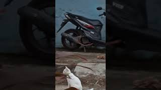 kucing lucu lagi berburu