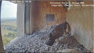 FalconCam 2023 12 10 Feisty evening bonding