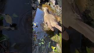 Aves bañándose en Santa Ana, Corrientes