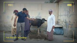 Pak Star TV recording | new 2024 | short film Urdu story Dubai