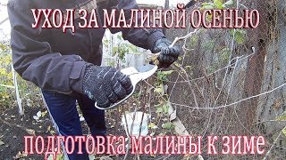 Осенняя обрезка малины.Уход за малиной осенью.Подготовка малины к зиме обрезка.