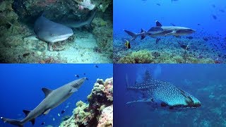 Shark Action at Tubbataha Reefs - Philippines