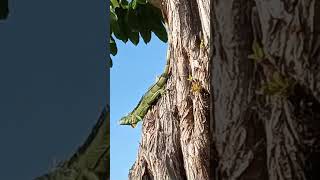 Iguana sunning in Miami. #lizard #miami #lizards