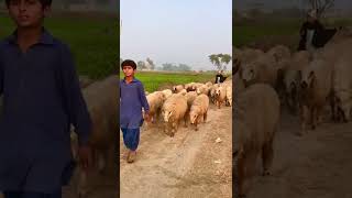 pure village life at pakistan indian border |border village life.