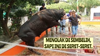 TEGA!!!!! Sapi qurban ini mengamuk dan di Seret Paksa