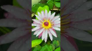 Water lilies in tubs in rain update