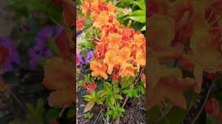 Stunning Rhododendron  #rhododendron #gardendesign #gardening #tropicalgarden #miltonkeynes