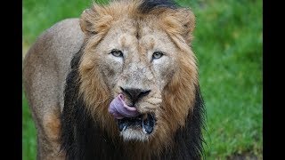 Video Lion finds himself in front of mirrors