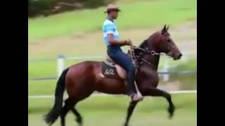 Estilo Cedro dá Cerra Mangalarga Marchador