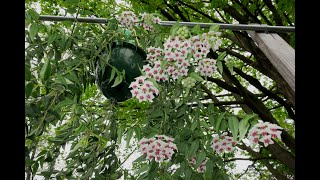 Growing Hoya Bella Doug's Way