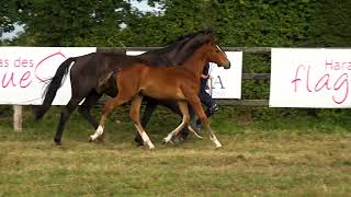 ATLANTIX DES FLAGUES (AGANIX DU SEIGNEUR X CRISTALLO)