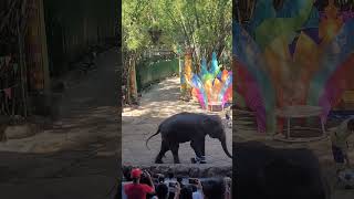 Safari world Thailand Elephant playing football