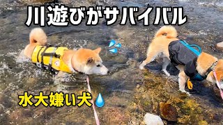 深い川もグングン進む柴犬の女の子に感動しました！