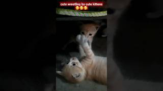 cute kittens wrestling #ytshorts #shortsfeed #funnyshorts