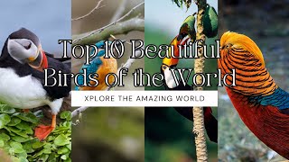 Top 10 Beautiful Birds of the World | Beautiful Birds | Xplore the Amazing World