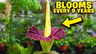 Top 10 Most Rare And Unknown Flowers You Probably Never Heard Of!