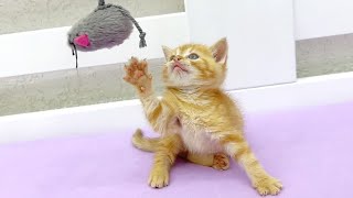 Cute kitten vs. toy mouse: Hilarious playtime with a meow-tastic twist!