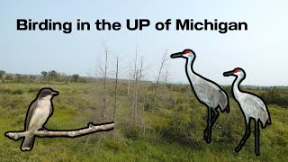 Birding in the Upper Peninsula of Michigan