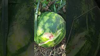 #anguria #watermelon 😢 #organicgrowing #bio