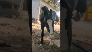 Stallion King Aswadhiraj #tranding #indianhorse #shortsvideo #stallion #shortsfeed #viral #shorts