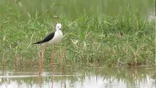 Black-winged Stilt male,s'Albufera,Mallorca 19 may 2012.mov