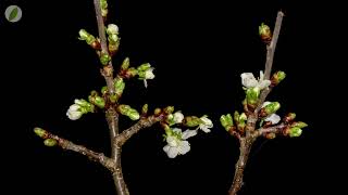 Opening cherry blossoms eaten by fungus gnats larvae - time lapse [4K]