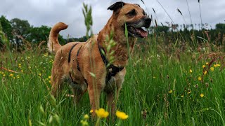 Spaziergang mit Hund