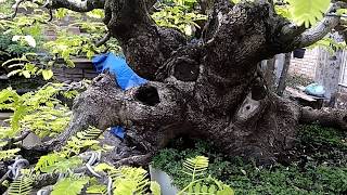 Bonsai Asam Jawa Selepas Pruning