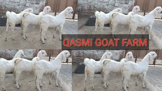 Qasmi goat farm pipar city. Pipar breeding setap