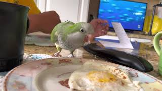 Quaker parrot Peter stealing mom‘s eggs… and then with his mouthful has the nerve to say “yeah”