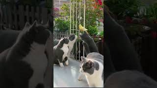 Funny Moments, Cute Animals - Cat Videos, Funny Cat Video