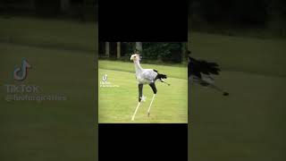 Secretary Bird serving realness