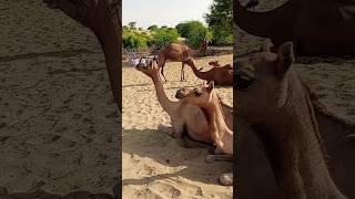 Biggest group of camels enjoy farm and rest with owner camel milk tea #viral #shorts #video #short