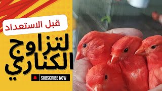 قبل الإستعداد لتزاوج الكناري هكذا أتعامل مع طيور الكناري في هذه الفترة 🕊️